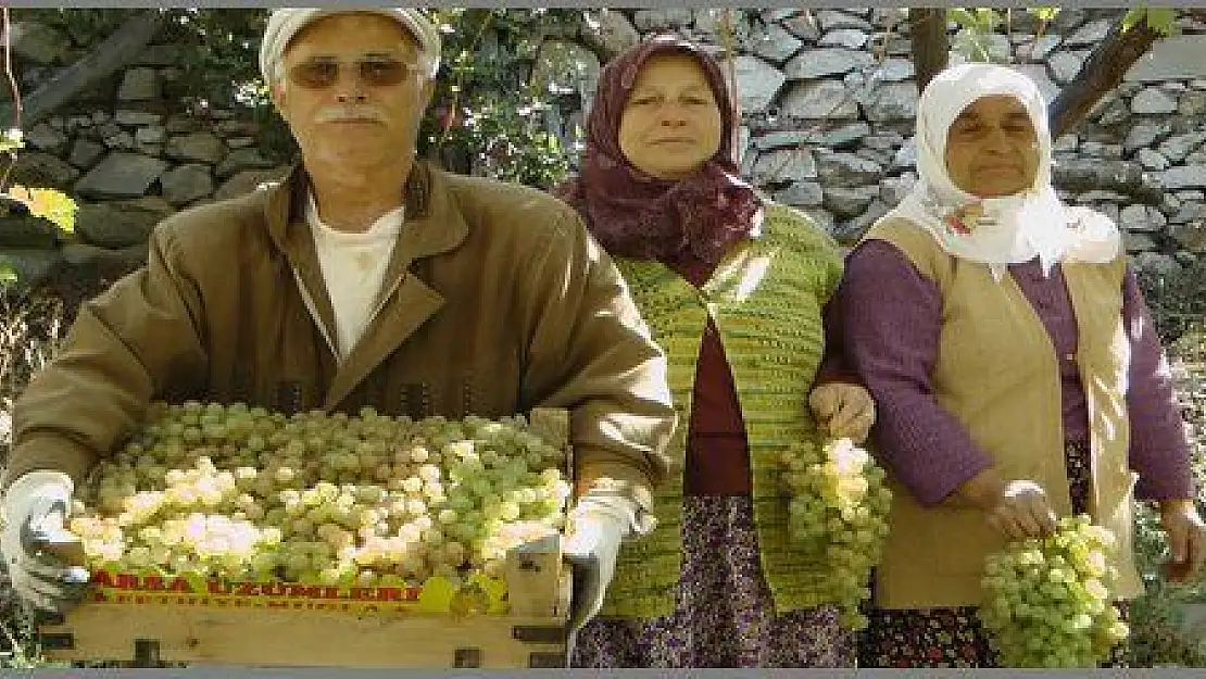 ÜZÜM ÜRETİCİSİ ALTIN YILINI YAŞIYOR (görüntülü)