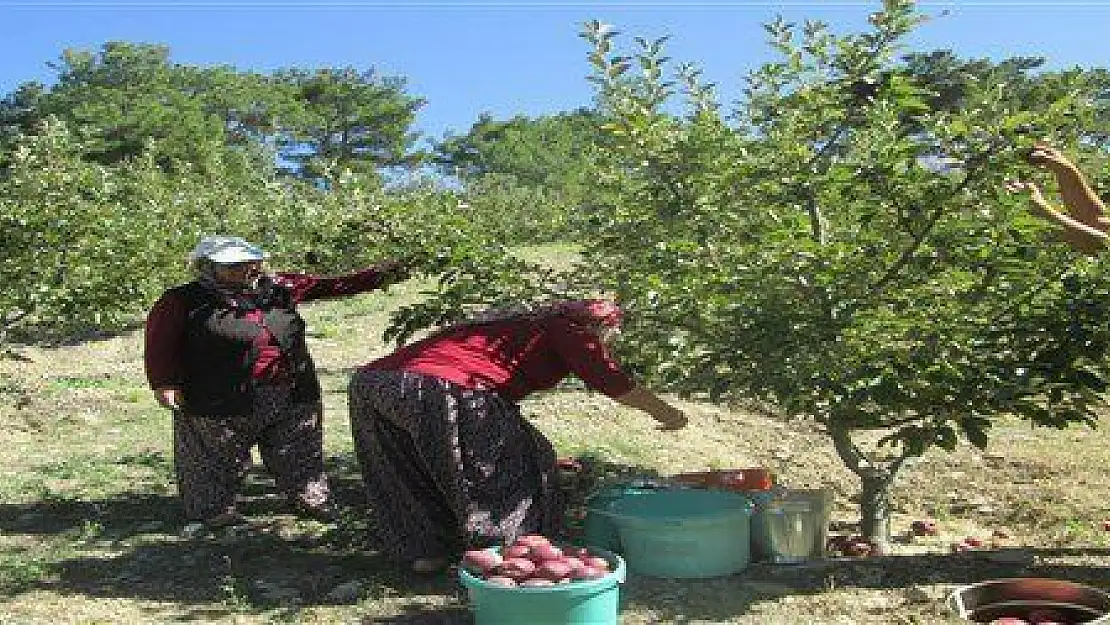 ELMA HASADI BAŞLADI