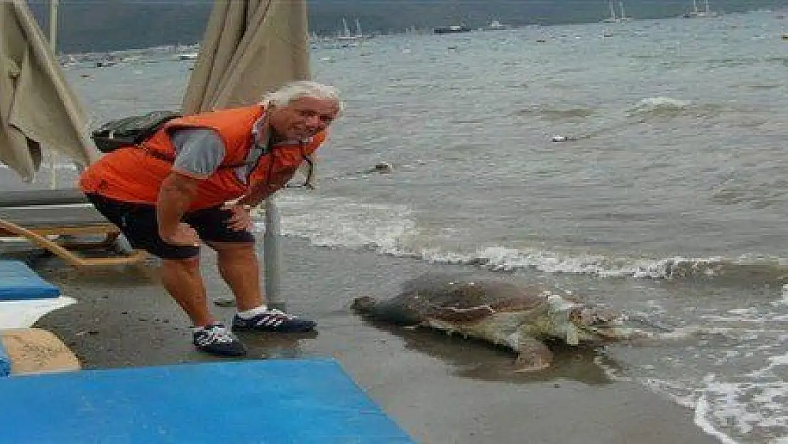 Teknenin pervanesinden yara alan caretta caretta ölüsü sahile vurdu