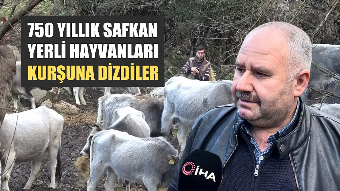 750 yıllık safkan yerli hayvanları kurşuna dizdiler