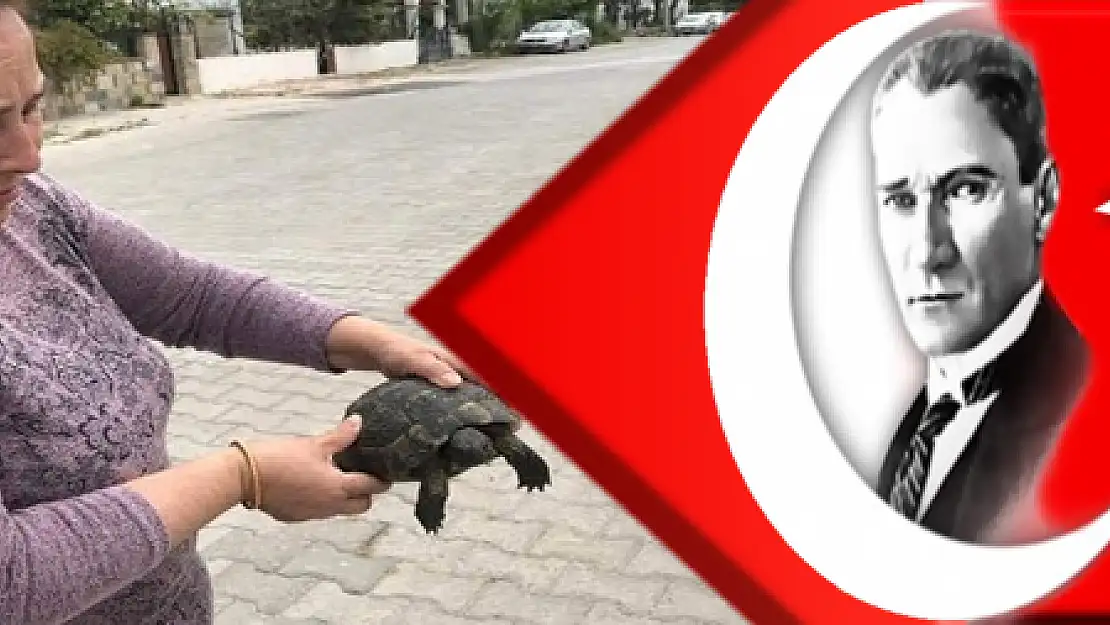 Yavru kaplumbağayı çöpe atıp ölüme terk ettiler