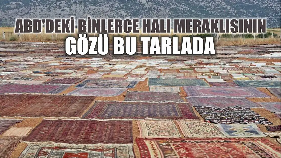 ABD'deki binlerce halı meraklısının gözü bu tarlada