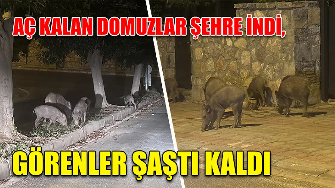 Aç kalan domuzlar şehre indi, görenler şaştı kaldı