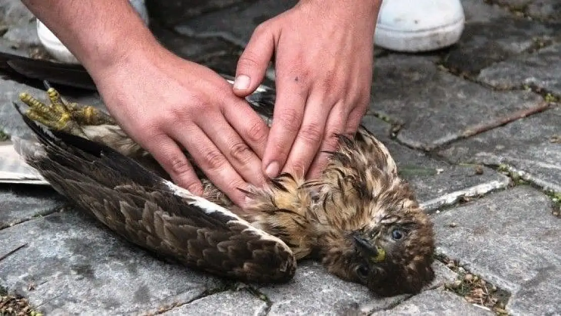 Ağaçtan düşen şahinin kalbi durunca kalp masajı yaptılar