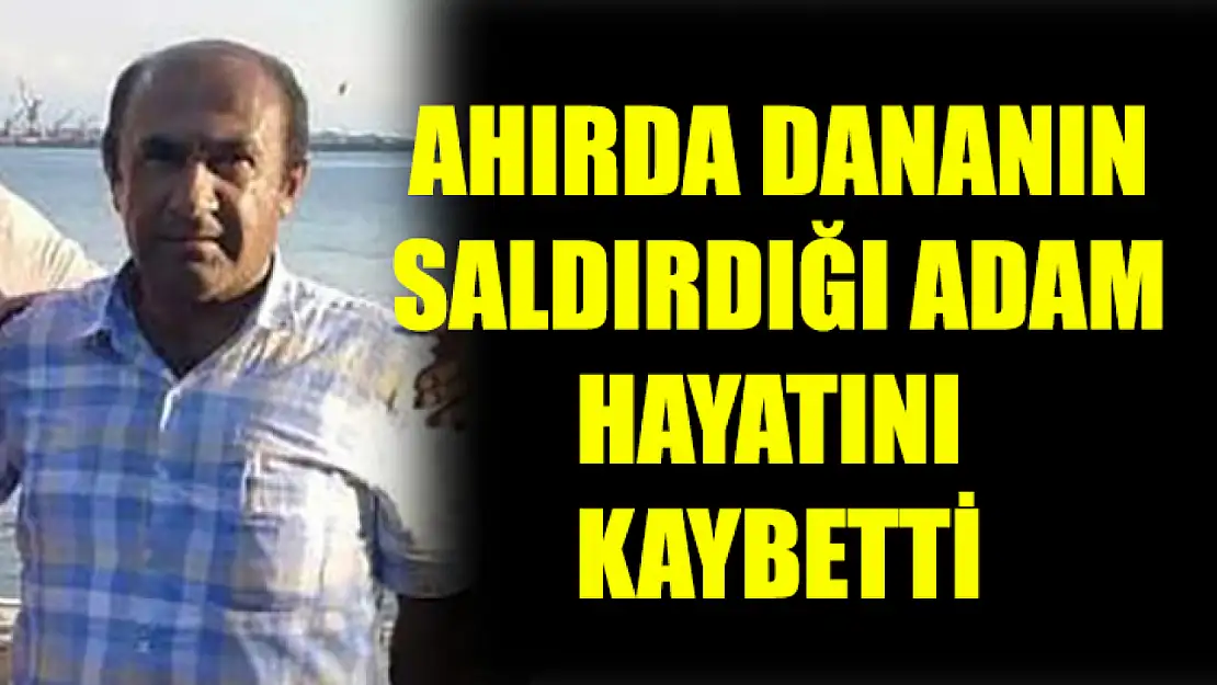 Ahırda Dananın Saldırdığı Adam Hayatını Kaybetti