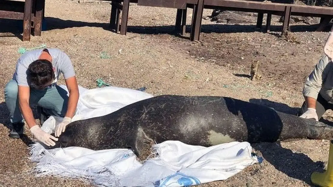 Akdeniz fokunun ölüm nedeni araştırılıyor