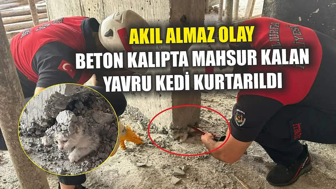 Akıl almaz olay: Beton kalıpta mahsur kalan yavru kedi kurtarıldı
