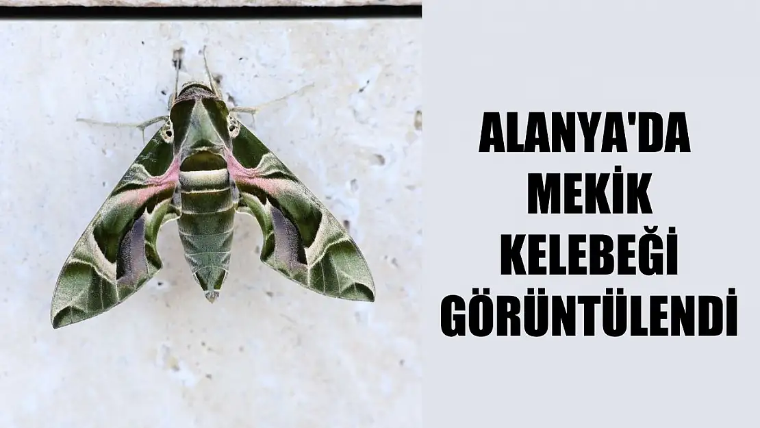 Alanya'da mekik kelebeği görüntülendi