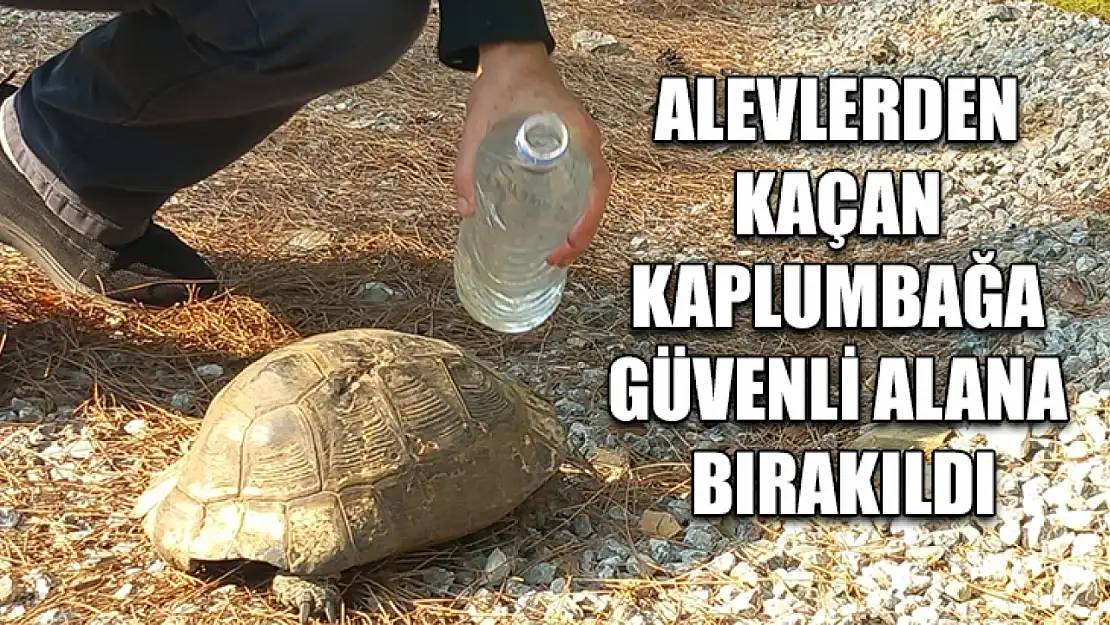 Alevlerden kaçan kaplumbağa güvenli alana bırakıldı