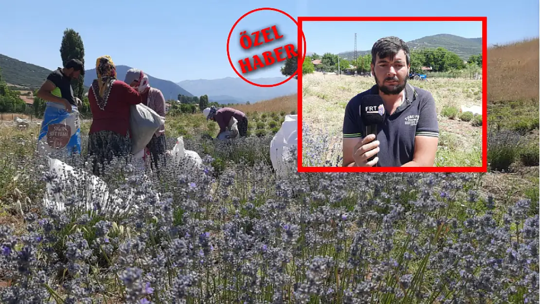 Ali Toru, Yayla Kınık'ta Lavanta Bahçesinde Tıbbi ve Aromatik Ürünler Üretiyor