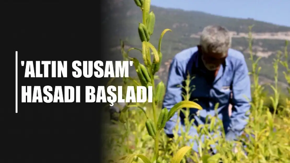 'Altın susam' hasadı başladı