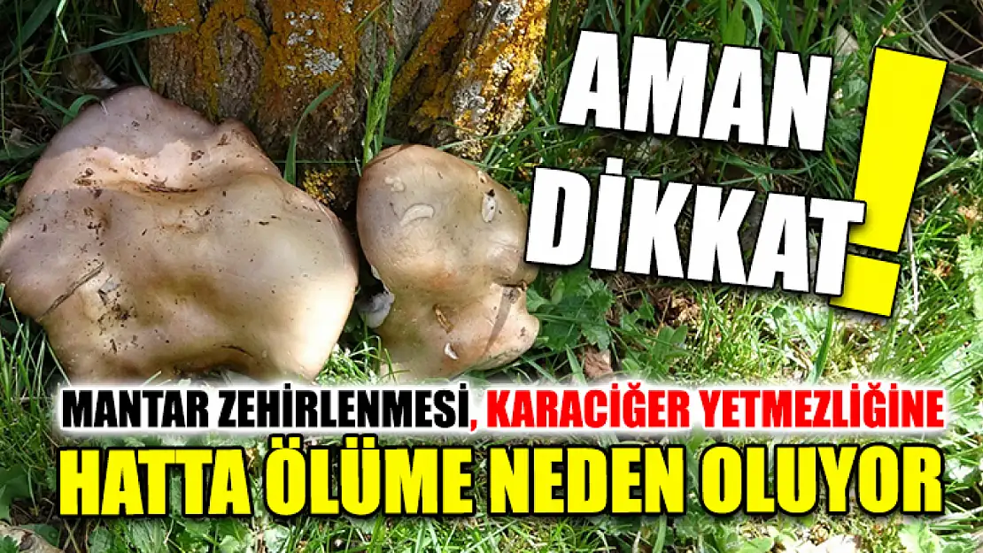 Aman dikkat! Mantar zehirlenmesi, karaciğer yetmezliğine hatta ölüme neden oluyor