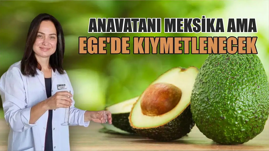 Anavatanı Meksika ama Ege'de kıymetlenecek