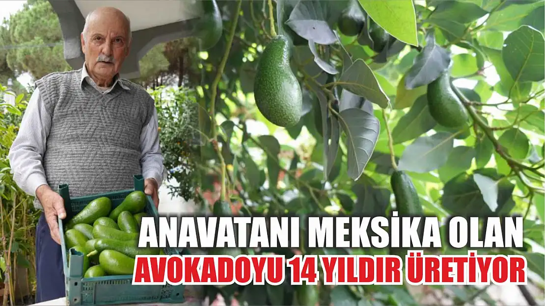 Anavatanı Meksika olan avokadoyu 14 yıldır üretiyor