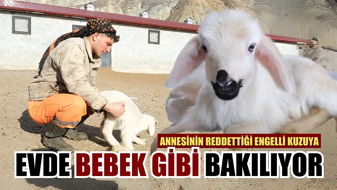 Annesinin reddettiği engelli kuzuya evde bebek gibi bakılıyor