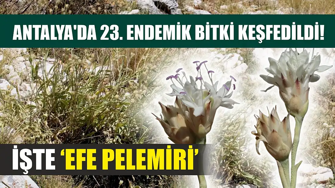 Antalya'da 23. Endemik Bitki Keşfedildi! İşte 'Efe Pelemiri'