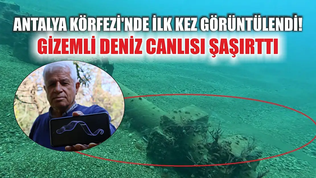 Antalya Körfezi'nde ilk kez görüntülendi! Gizemli deniz canlısı şaşırttı