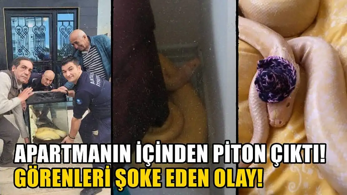 Apartmanın içinden piton çıktı! Görenleri şoke eden olay!