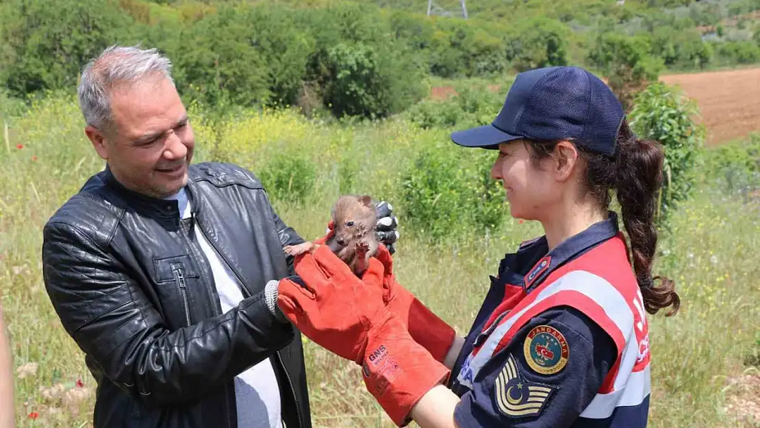 Arazide Çakal yavrusu buldu, jandarmaya teslim etti