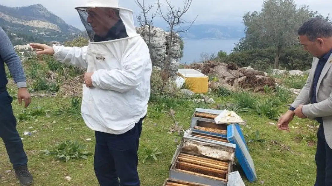 Arılar can çekişiyor, yaşamları için acilen şeker…!