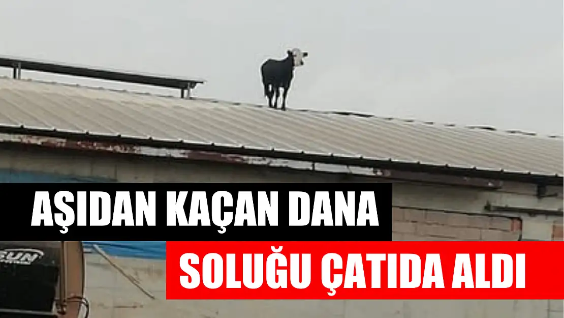 Aşıdan kaçan dana soluğu çatıda aldı