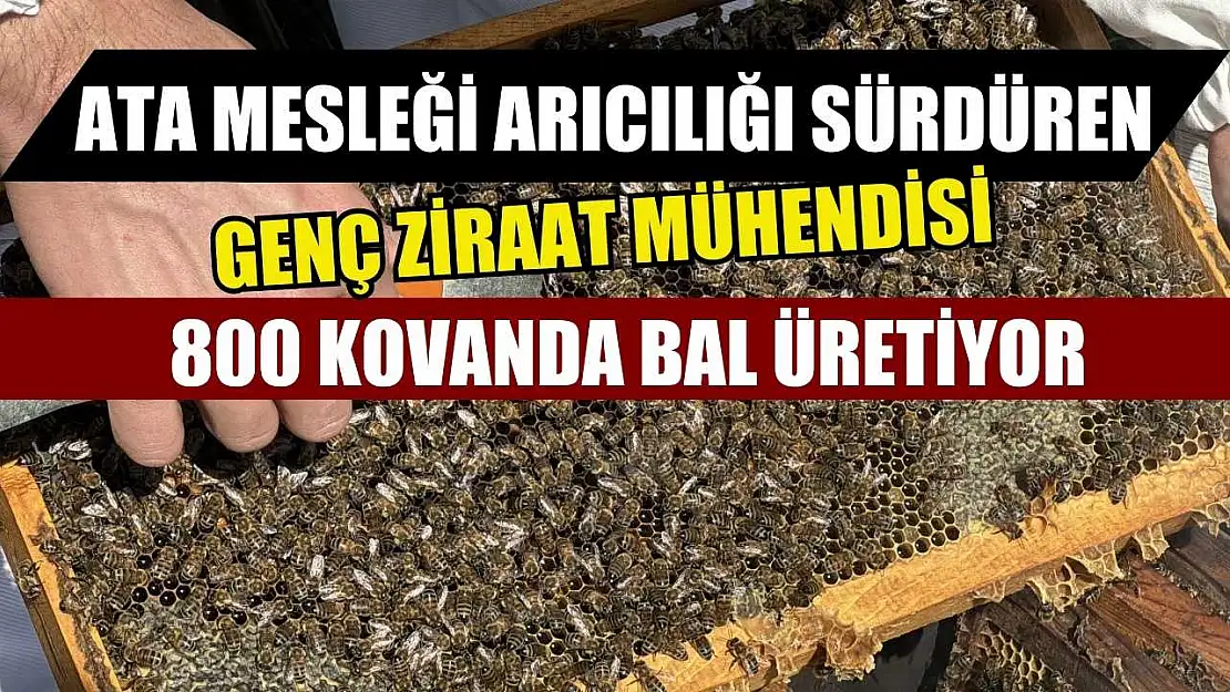 Ata mesleği arıcılığı sürdüren genç ziraat mühendisi, 800 kovanda bal üretiyor