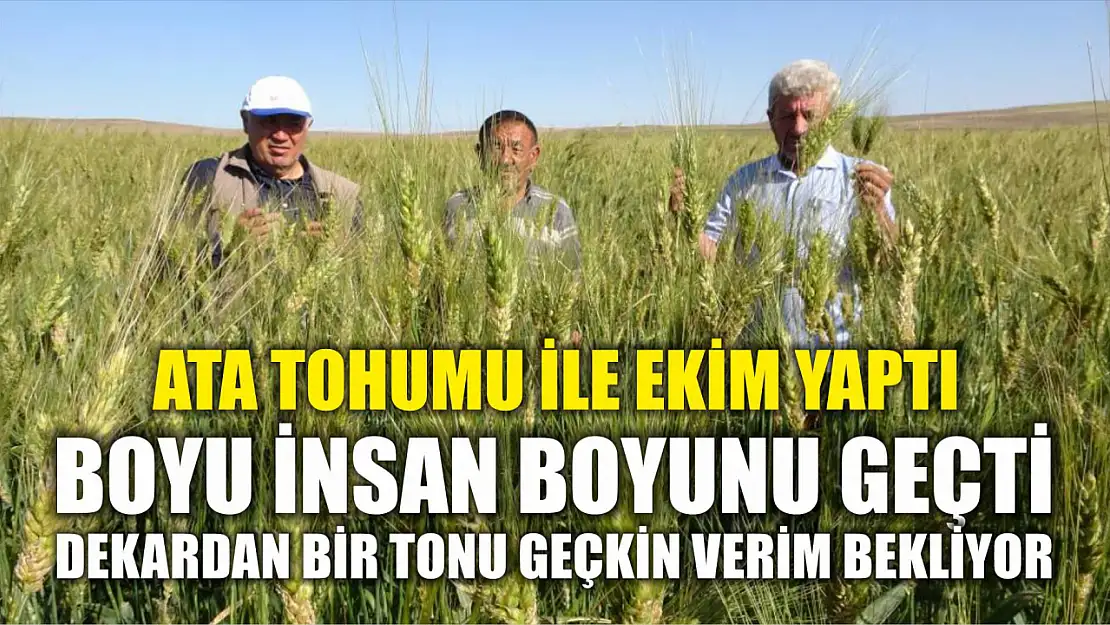 Ata tohumu ile ekim yaptı, boyu insan boyunu geçti dekardan bir tonu geçkin verim bekliyor