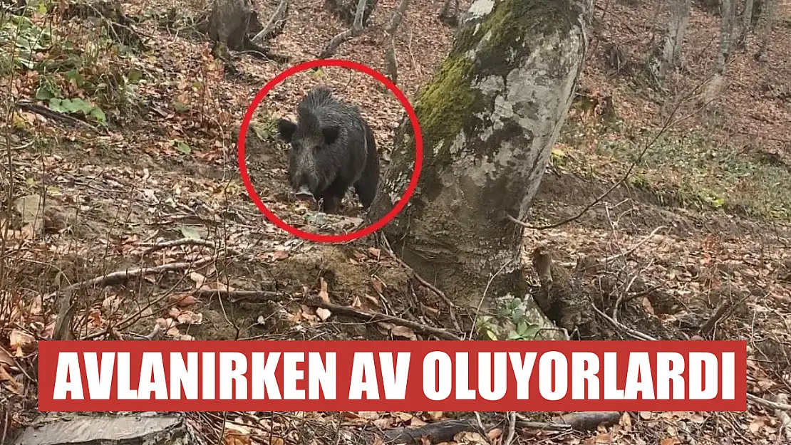 Avlanırken av oluyorlardı