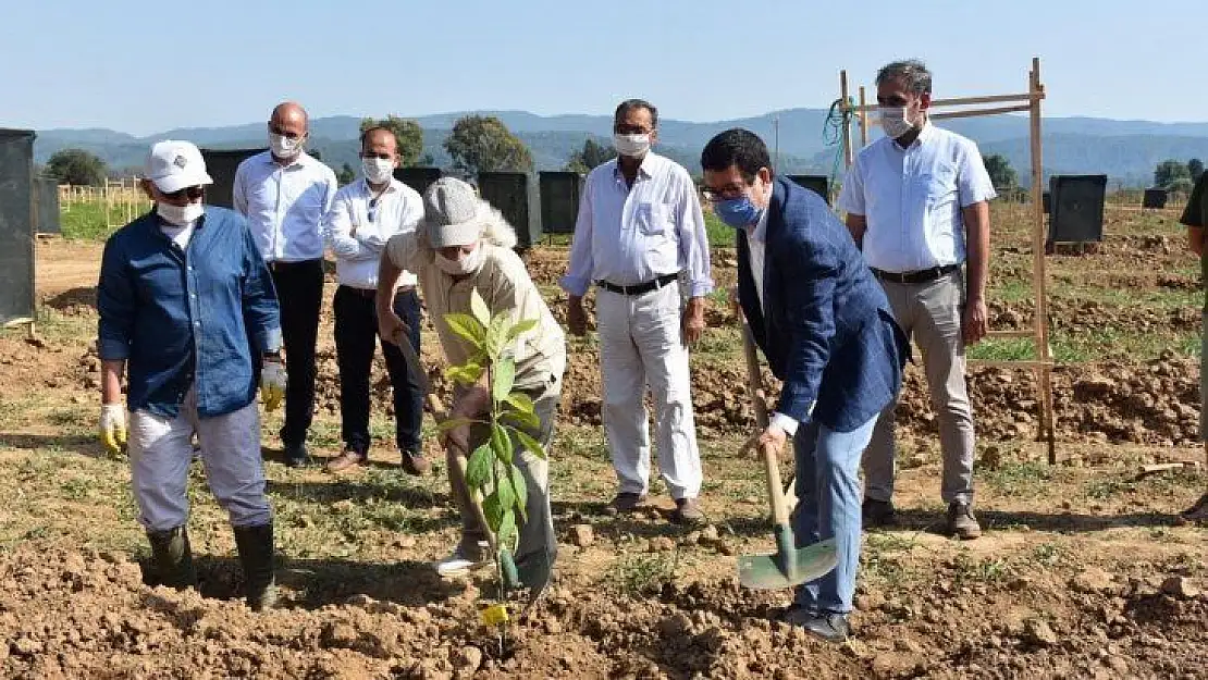 Avokado fidanları toprakla buluştu