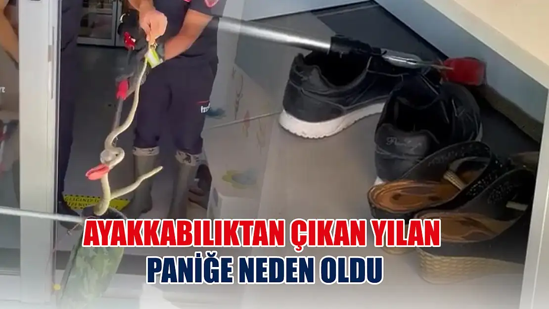 Ayakkabılıktan çıkan yılan paniğe neden oldu