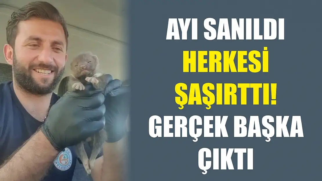 Ayı sanıldı, herkesi şaşırttı! Gerçek başka çıktı