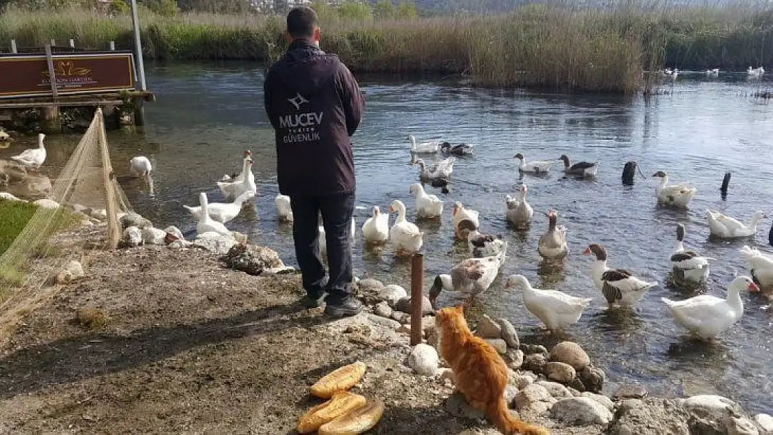 Azmağın sembolü Kazlar için seferber oldular