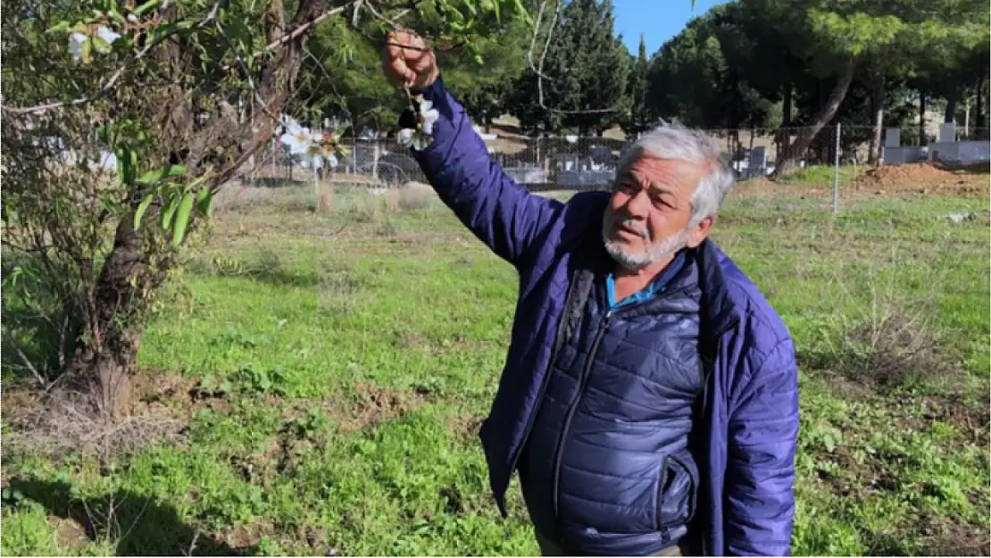 Badem ağaçları çiçek açtı