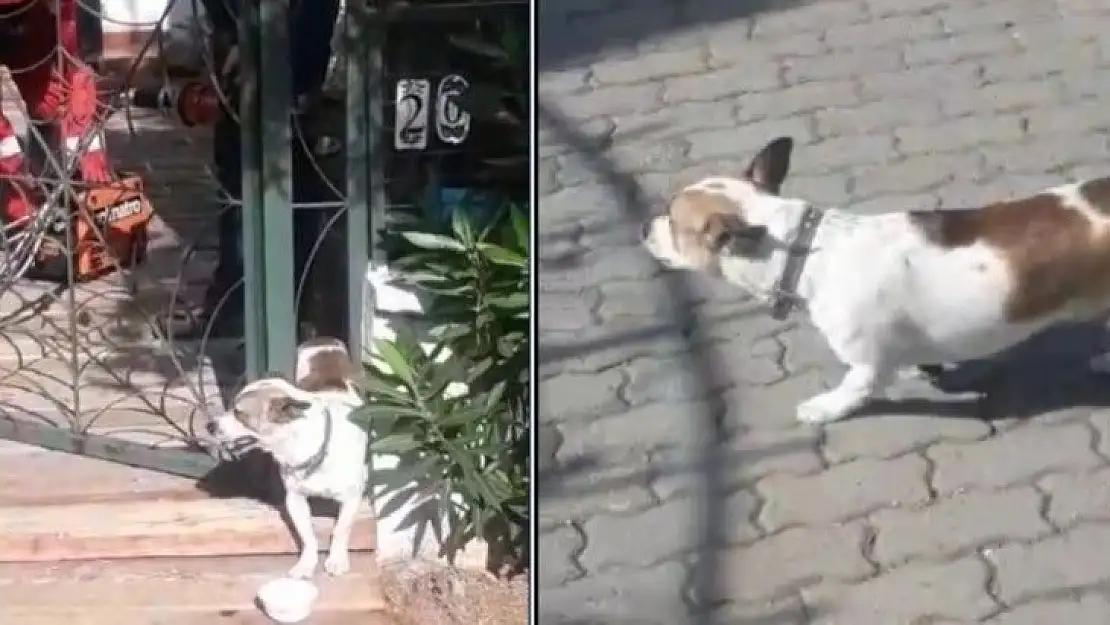 Bahçe kapısına sıkışan köpek kurtarıldı