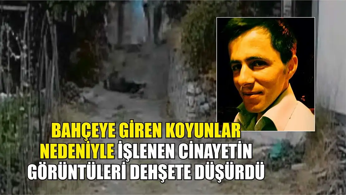 Bahçeye giren koyunlar nedeniyle işlenen cinayetin görüntüleri dehşete düşürdü