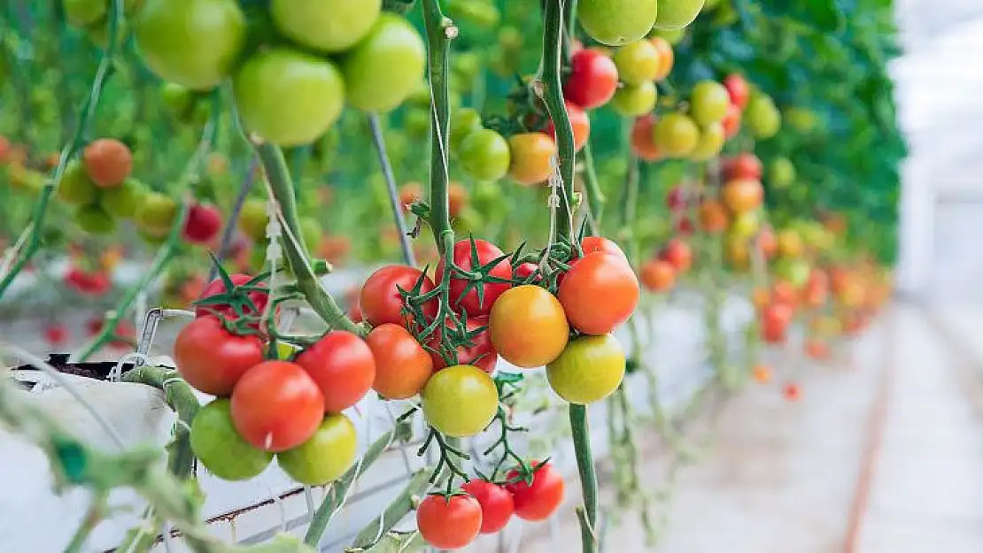 BAKANLIK, DOMATES İHRACATININ KISITLANMASINA KARAR VERDİ