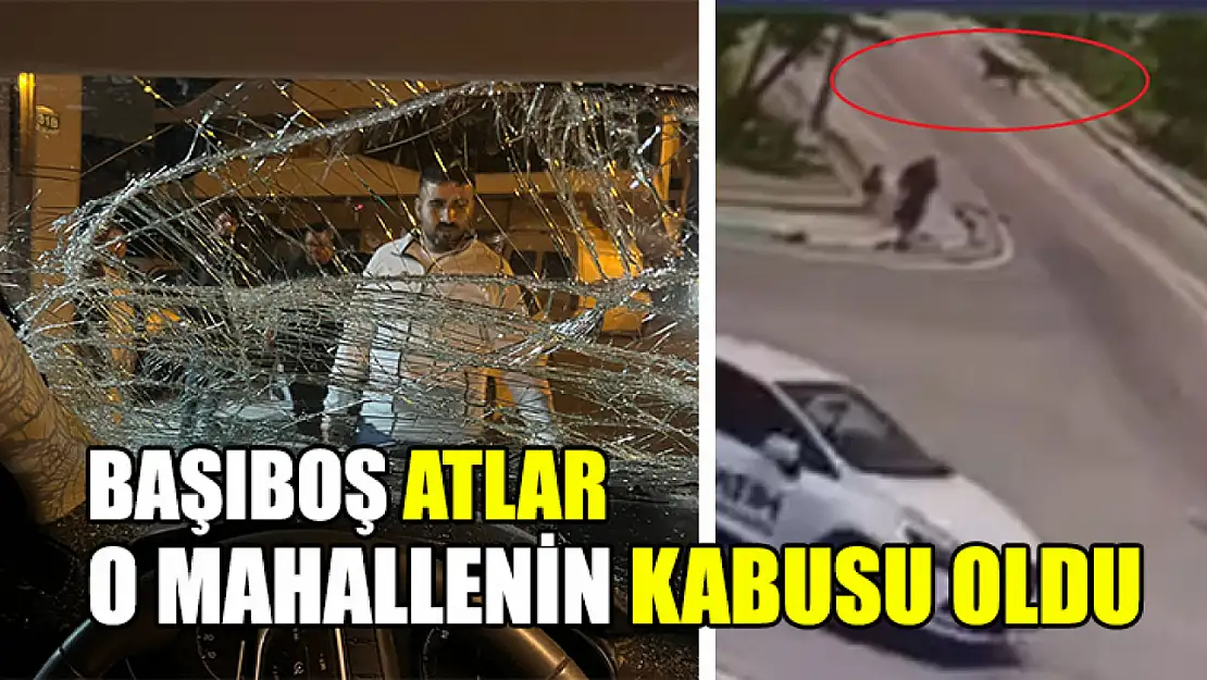 Başıboş Atlar O Mahallenin Kabusu Oldu