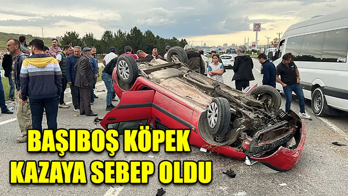 Başıboş Köpek Kazaya Sebep Oldu