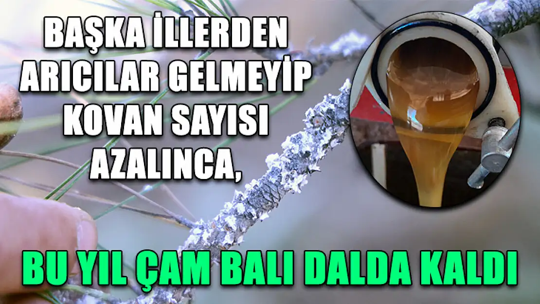 Başka illerden arıcılar gelmeyip kovan sayısı azalınca, bu yıl çam balı dalda kaldı