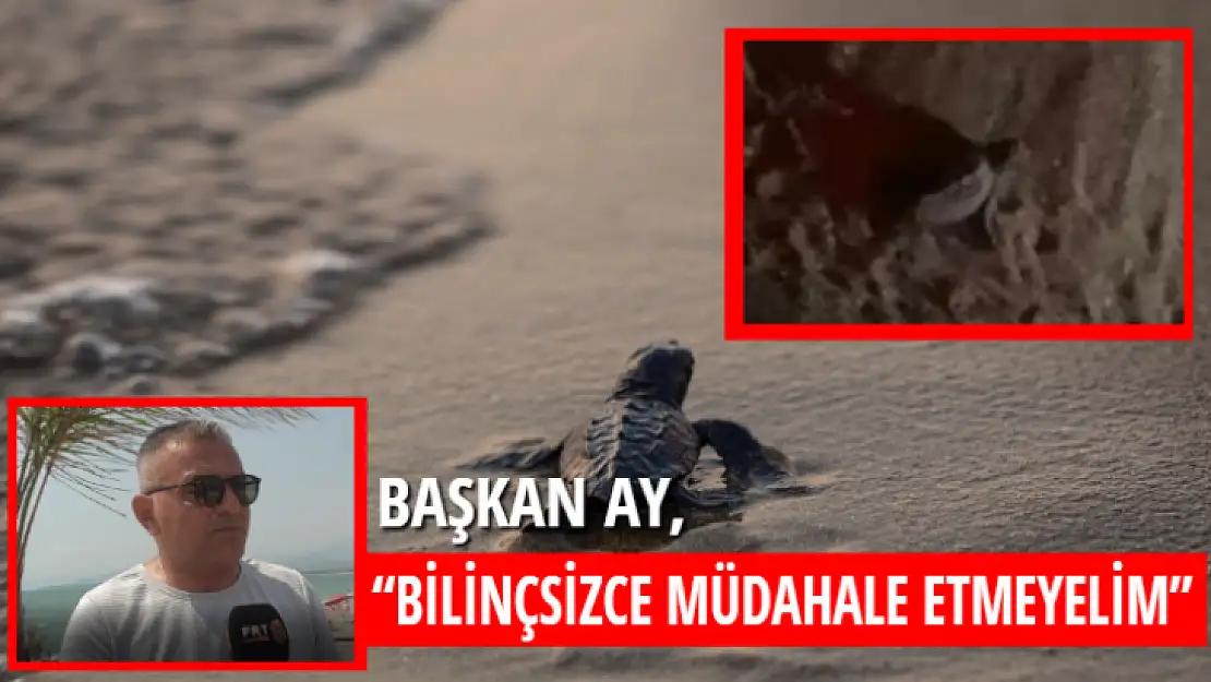 Başkan Ay, 'Carettalara bilinçsizce müdahale etmeyelim'