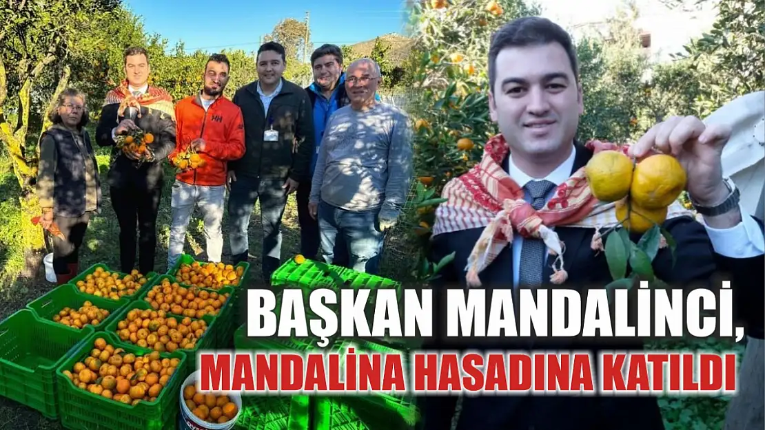 Başkan Mandalinci, mandalina hasadına katıldı