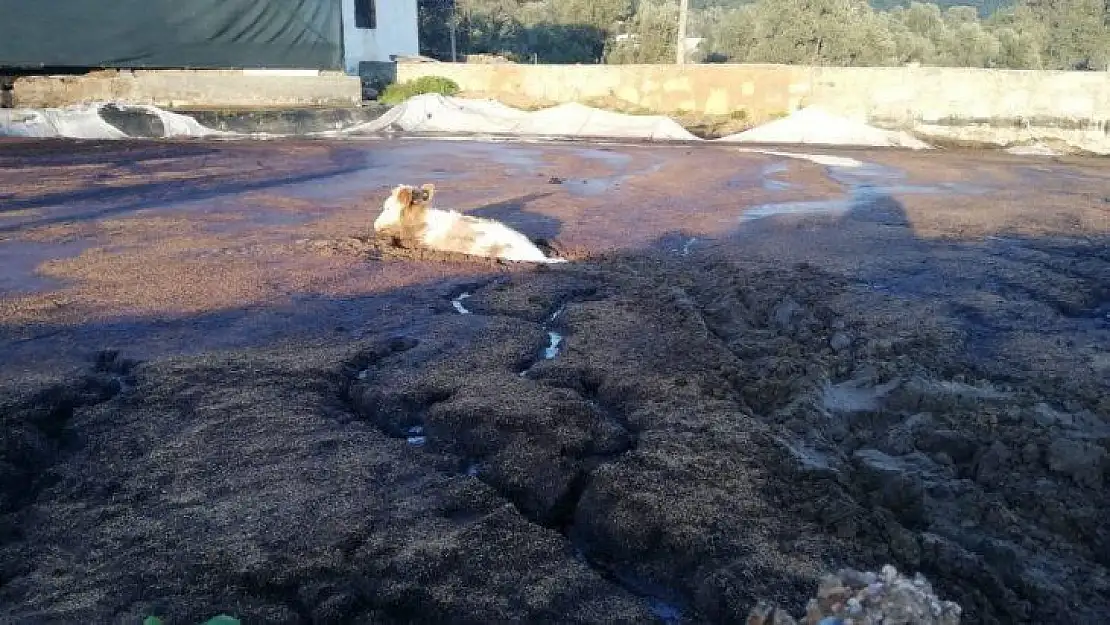 Bataklıkta mahsur kalan inek için seferber oldular