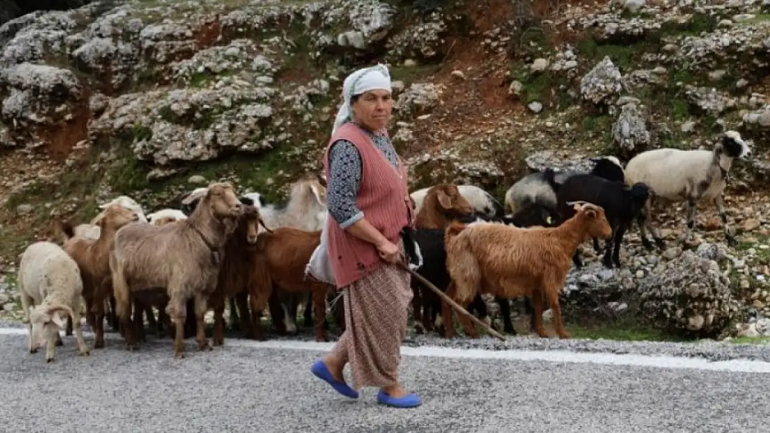 Bedriye Teyze, Muğla'nın son çobanları arasında yerini aldı