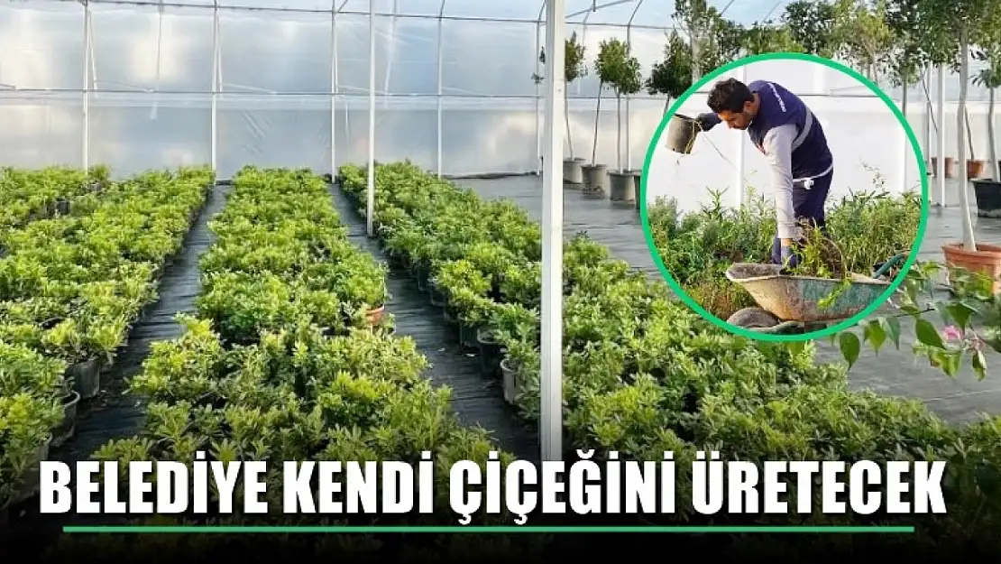 Belediye kendi çiçeğini üretecek