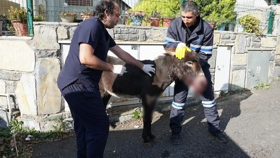 Belediye tedavi etti, vatandaş sahiplendi