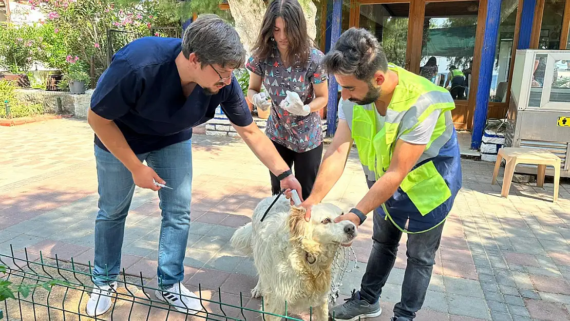 Belediyeden Sokak Hayvanlarına Sağlık Hizmetleri