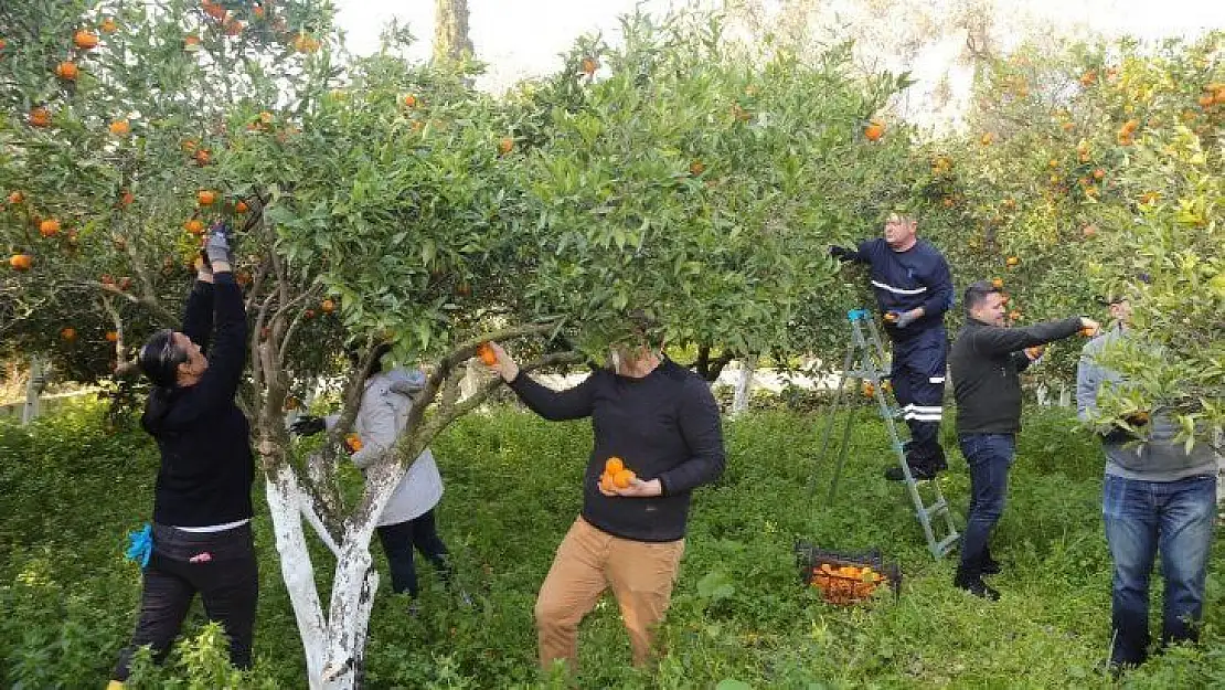 Belediyenin mandalinaları kurutulmuş olarak geri gelecek