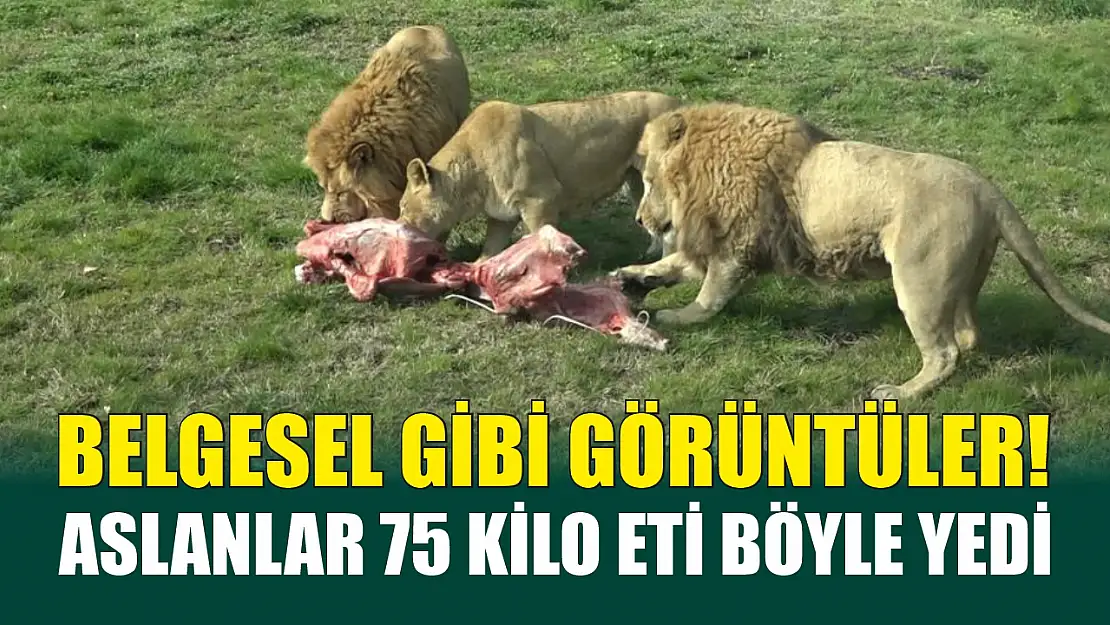 Belgesel gibi görüntüler! Aslanlar 75 kilo eti böyle yedi