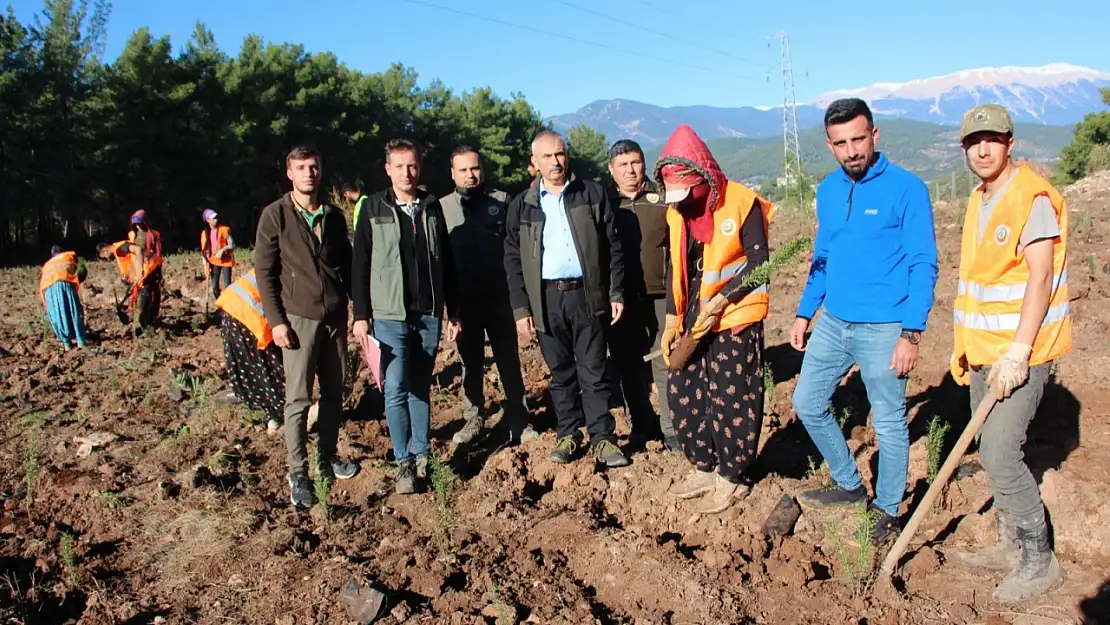 Bin adet lavanta, 25 bin adet biberiye fidanı dikildi