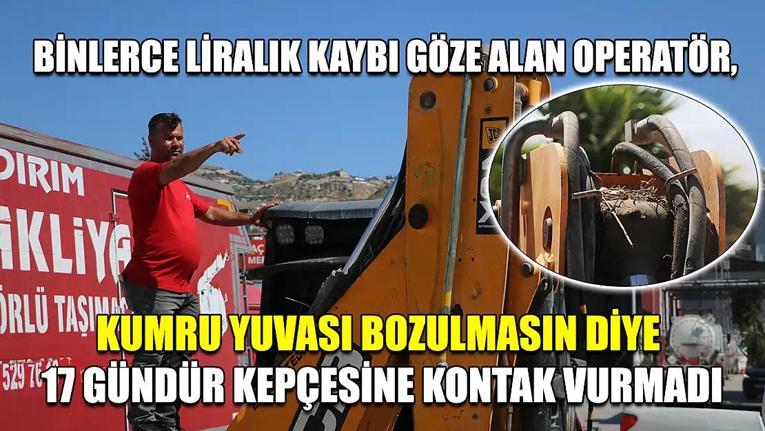Binlerce liralık kaybı göze alan operatör, kumru yuvası bozulmasın diye 17 gündür kepçesine kontak vurmadı